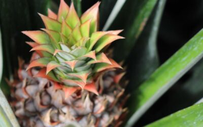 Lorem ipsum dolor sit amet consectetur. Sem eget in a. #2